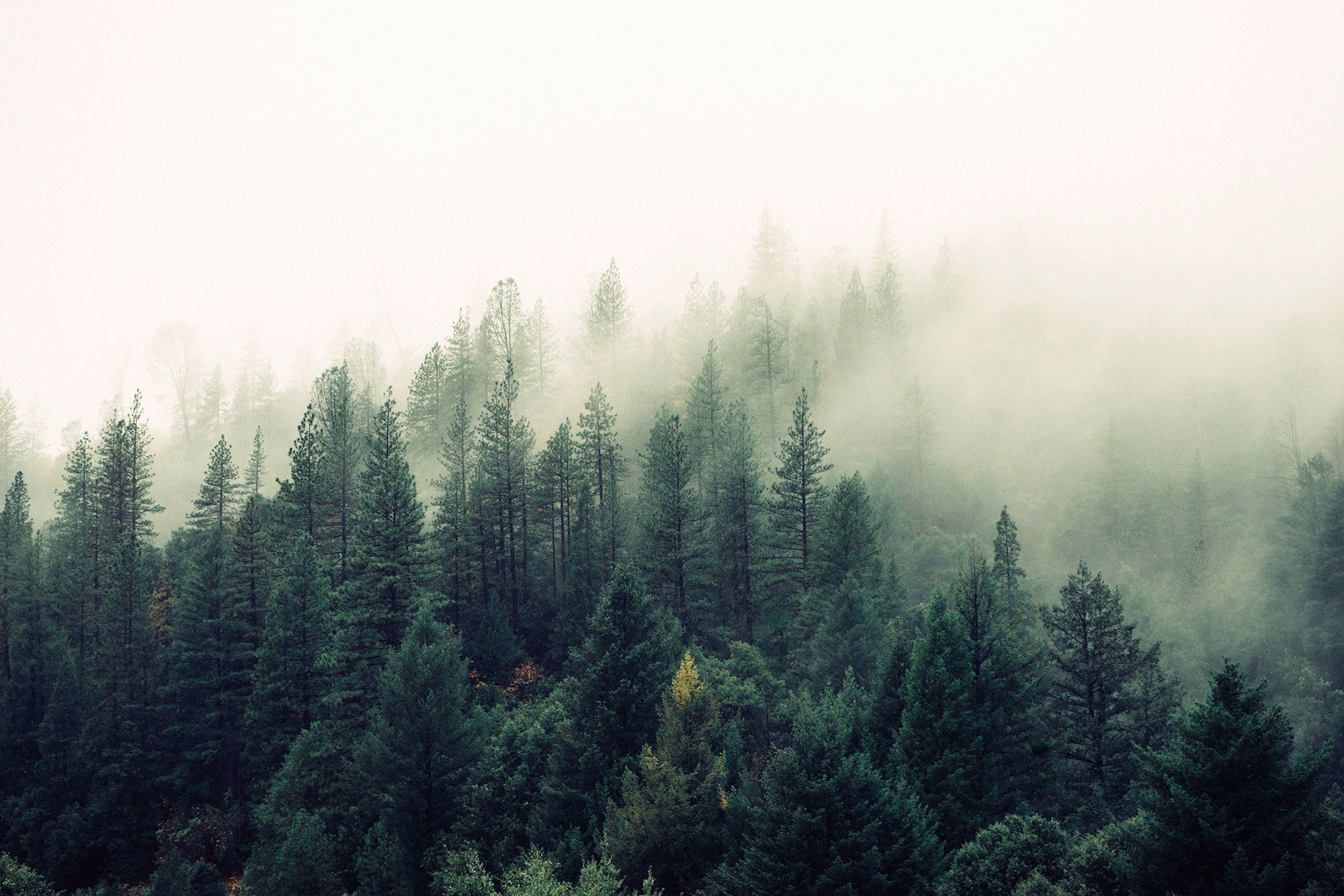 Nebel über einem stillen Nadelwald